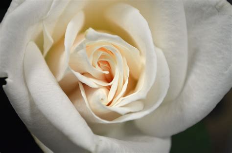 Rose White Free Stock Photo White Rose 17901