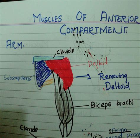 Biceps Brachi Muscle Anatomy Wiki Science Amino