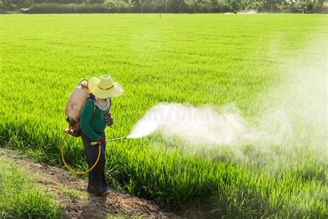 Farmers Spraying Pesticides In Rice Fields Affiliate Spraying Farmers Pesticides
