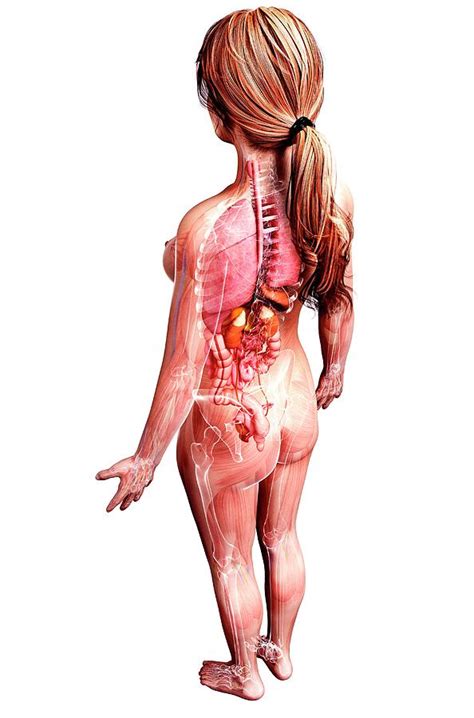 Female Anatomy Photograph By Pixologicstudio Science Photo Library Pixels