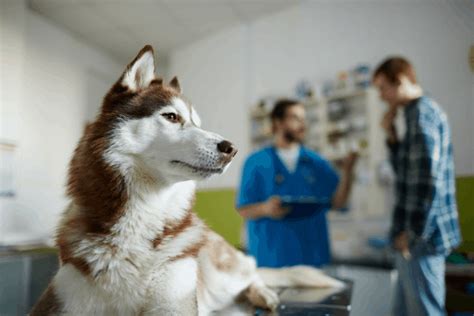 O dates of birth o social security numbers o visa, green card or immigration documents o most recent. Is Pet Insurance Necessary For Huskies? - My Happy Husky