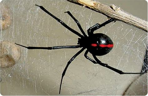 Araña viuda negra Carácterísticas picadura veneno sintomas y más