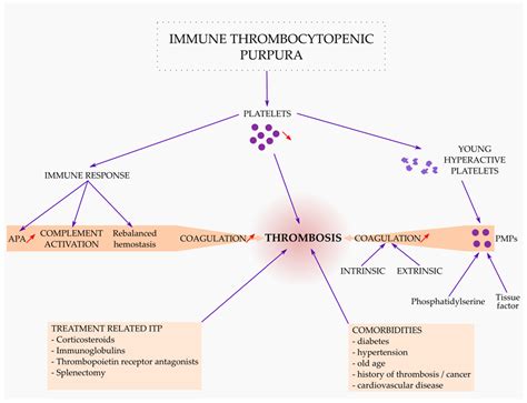 Medicina Free Full Text Immune Thrombocytopenic Purpura As A