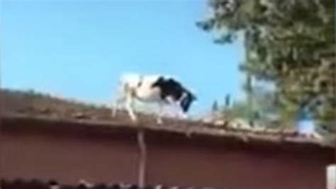 85kg Cow Jumps Off Roof In Kolkata Lands On A Man Below