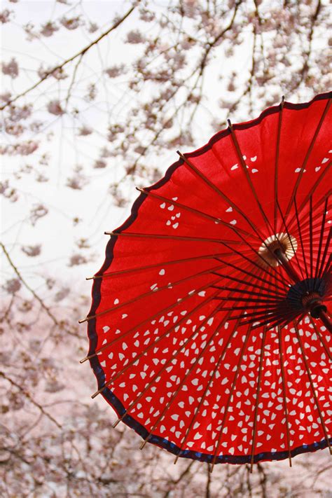 Wagasa Japancherry Blossom Japanese Umbrella Japan Japan Cherry