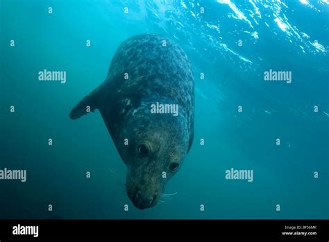 Grey Seal Halichoerus Grypus Underwater Stock Photo Alamy