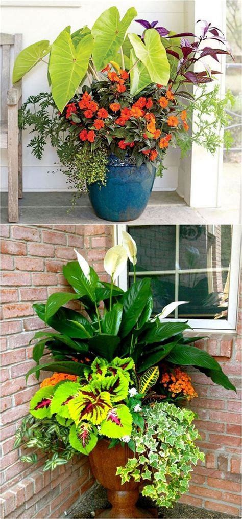 The Best Shade Flowers For Pots Enhance Your Outdoor Space