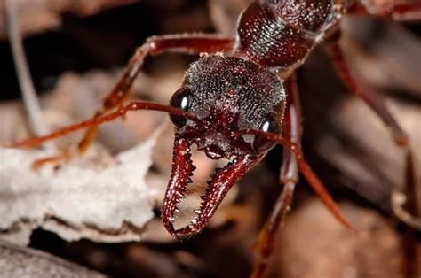 Bull Ant At Nearly 25cm Long Bull Ants Are A Part Of The Australian
