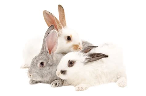 Bunny Love Do Rabbits Miss Their Babies Rabbit Informer