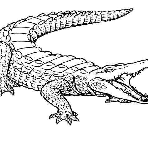 Hi folks , our newly posted coloringpicture which you canhave a great time with is crocodile coloring page for kids, listed under crocodilecategory. Crocodile Drawing | Free download on ClipArtMag