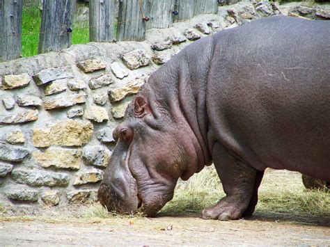 무료 이미지 야생 생물 동물원 포유 동물 동물 상 코뿔소 하마 아프리카 동물 3072x2304 605974