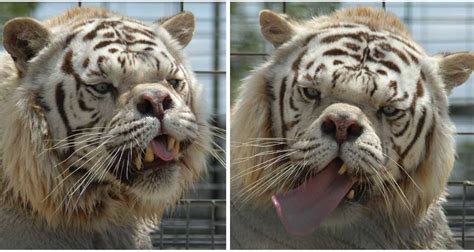 The diagnosis of down's syndrome is also questionable. Meet Kenny, The Inbred White Tiger With Down Syndrome
