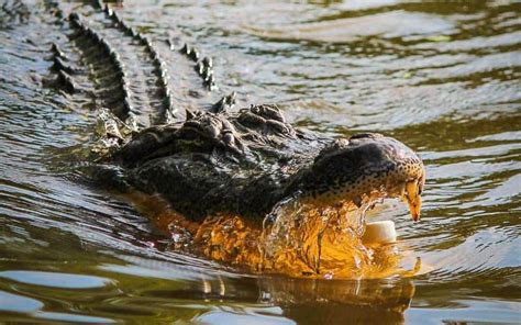 Are There Alligators In Nc What Visitors Should Know 2023