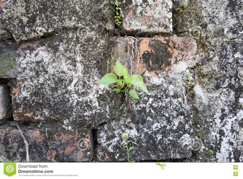 Plant Little Tree On Old Bricks And Old Concrete Wall Background Stock
