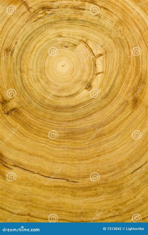 Cut Log Wood Grain Texture Stock Photo Image Of Grain 7313042