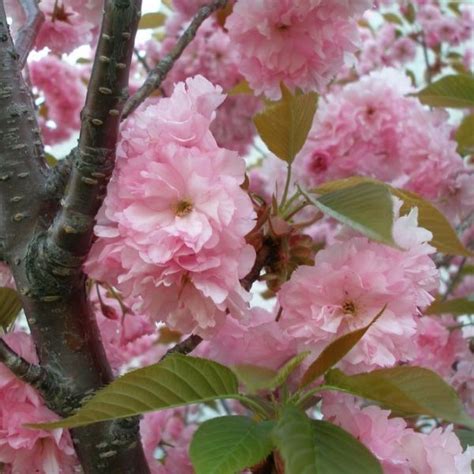 They do not bare fruit but have beautiful yellow fall foliage. Kwanzan Flowering Cherry | Cherry blooms, Flowering trees ...