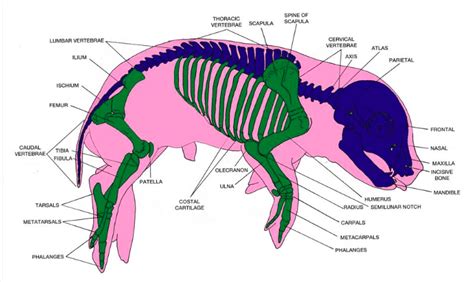 Pig Anatomy and Terminology - Mini Pig Info