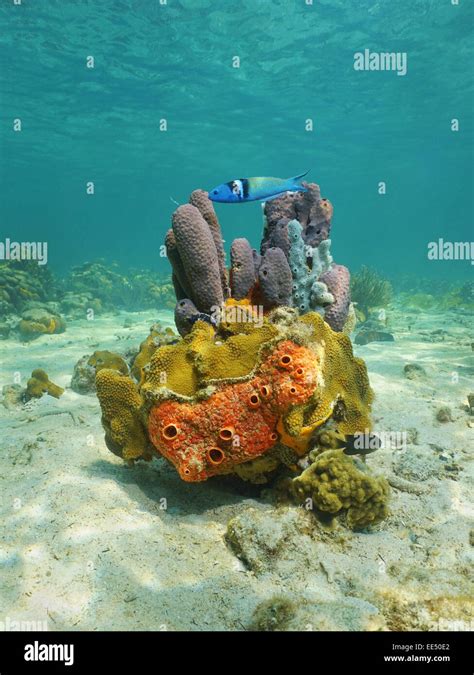 Colorful Life Underwater On Seabed Of The Caribbean Sea With Sponges