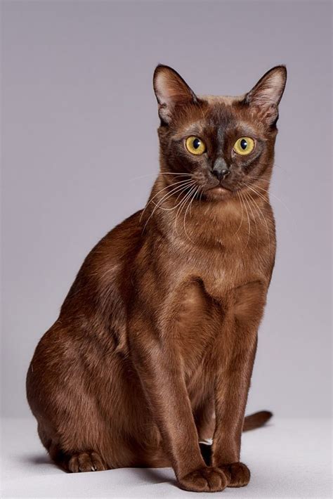 Burmese Cat Cat Breeds And Species At The Great Cat