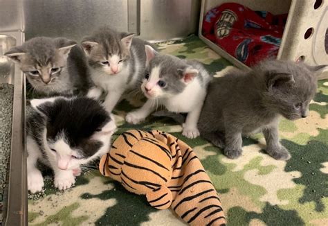 Local Animal Shelter Has Reached Capacity For Cats And Kittens