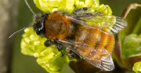 Guide To British Bees Happy Beaks Blog