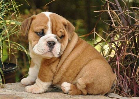 10 Reasons Why You Should Never Own English Bulldogs