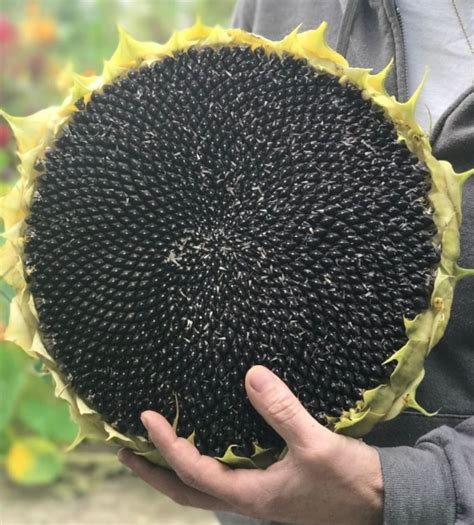 American Giant Hybrid Sunflower Seeds 15 Seeds Etsy