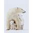 🔥 A Polar Bear Family  NatureIsFuckingLit