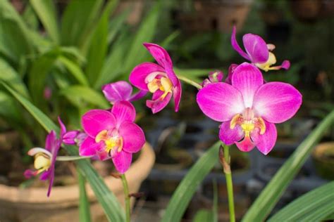 10 Best Orchid Types You Can Grow Easily With Pictures Florgeous