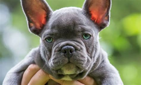 How Much Is A Purebred Blue French Bulldog