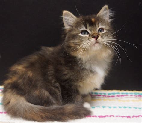 Well you're in luck, because here they come. Available Kittens