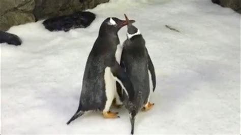 Two Male Penguins Given Egg To Hatch After Forming Bond In Sydney Aquarium London Evening Standard
