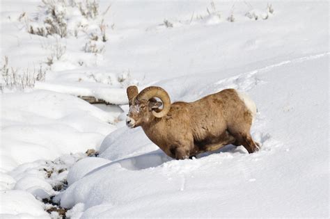 North Dakota Cancels Bighorn Sheep Season