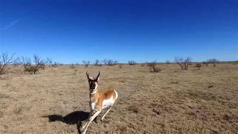 Watch An Antelope Knocking A Phantom Drone Out Of The Sky