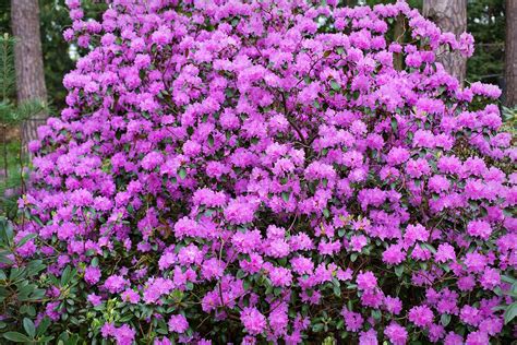 Rhododendron Pjm Lavender