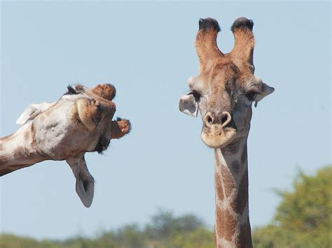 42 Hilarious Finalists In This Years Comedy Wildlife Photography Awards