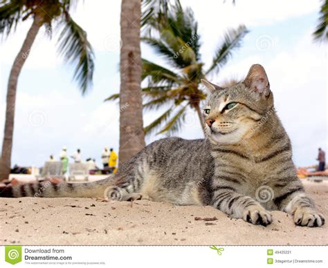 Cat Relaxing On The Beach Kenia