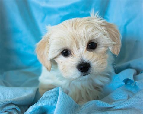 Maltese X Shih Tzu Female Puppy For Sale April 28th 2018 Paradise