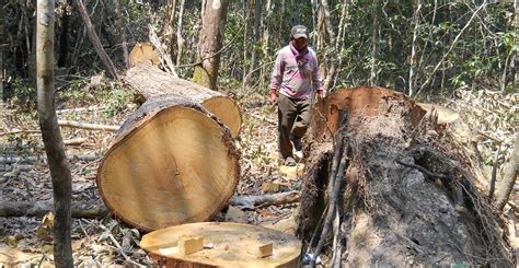 How To End Deforestation Two Decades Of Lessons Learned In The Greater