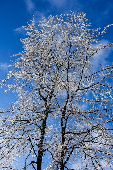 Snow Covered Trees Free Photo Download Freeimages