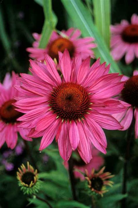Summer blooms of deep carmine pink are attractive to butterflies and hummingbirds. Echinacea purpurea 'Rubinstern' | Kiefer Nursery: Trees ...