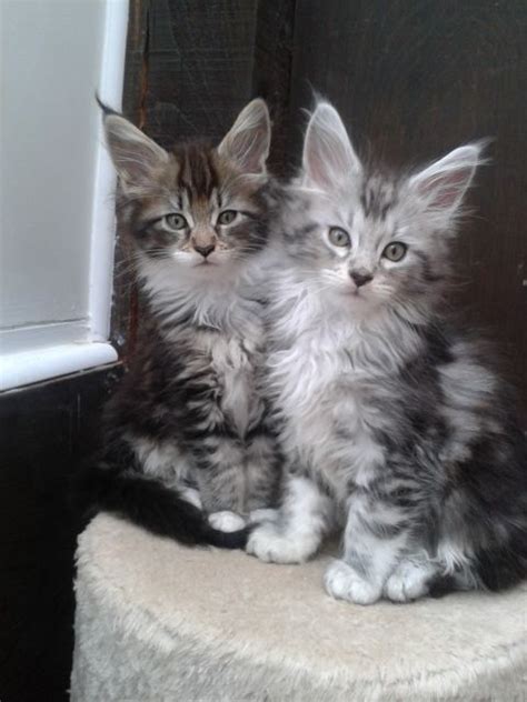 The maine coon is a native new englander where he was a popular mouser, farm cat and, most likely, ship's cat! Pedigree Maine Coon Female kittens | Frome, Somerset ...