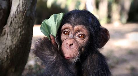 Bbc Two Announces Natural History Series Baby Chimp Rescue Royal