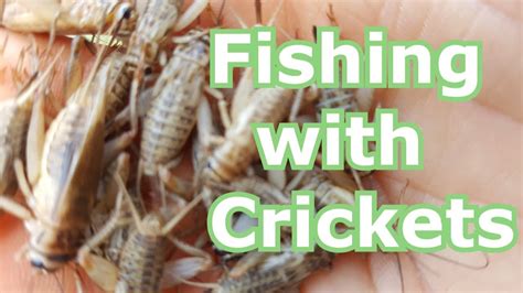 Live cricket streaming on cricket live tv channels. Fishing with Live Crickets for Bluegill, Panfish, Bream ...