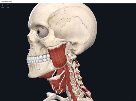 Muscles Masseter Anatomy And Physiology