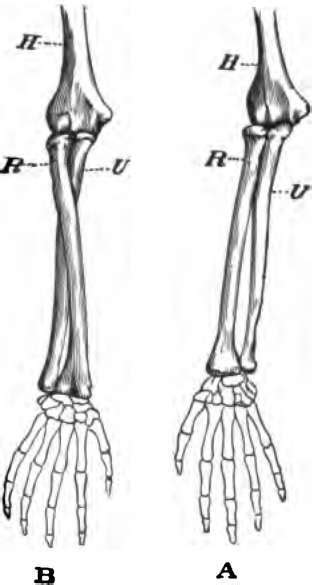 Pivot Joints