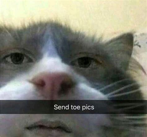 Send Them Please In 2020 Really Funny Memes Funny Relatable Memes