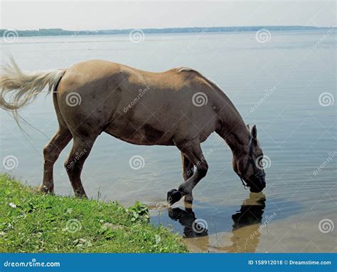 A Horse Drinks Water In A Pond Beautiful Blue Water Of The Reservoir