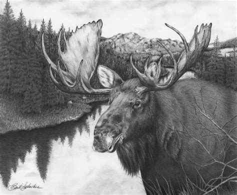 Don't know where to start? "Melozi River Moose" Pencil Drawing - Barb Schacher Fine Art