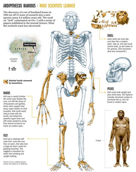 Understanding Ardi Infographic Human Evolution Tree Human